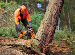 Best Tree Disease Treatment  in Mulberry, IN